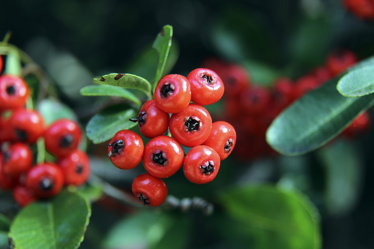 足球欧洲杯门票中签率不足5%，球迷大呼太难